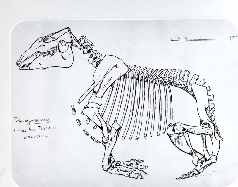 Paleoparadoxia skeleton drawing