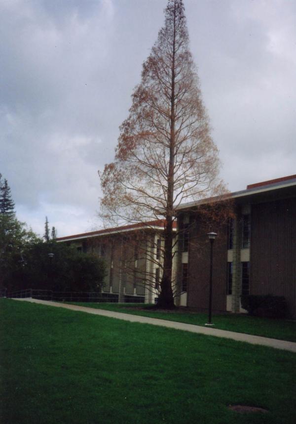 Boynton Kaiser memorial tree