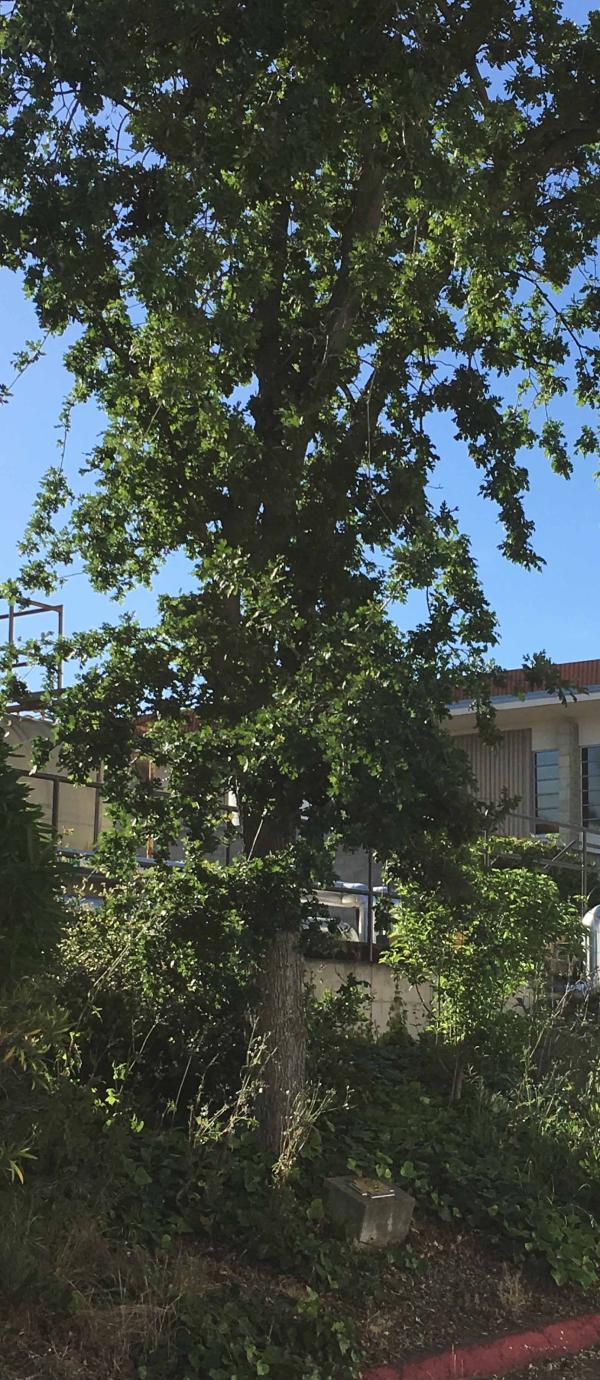 Newman Kidd memorial tree