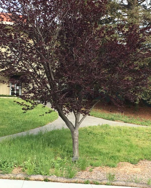 Hugh Steckol memorial tree