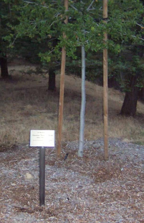 Tom Neal memorial tree, 2024