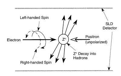 SLD observation of left and right asymmetry, 1994